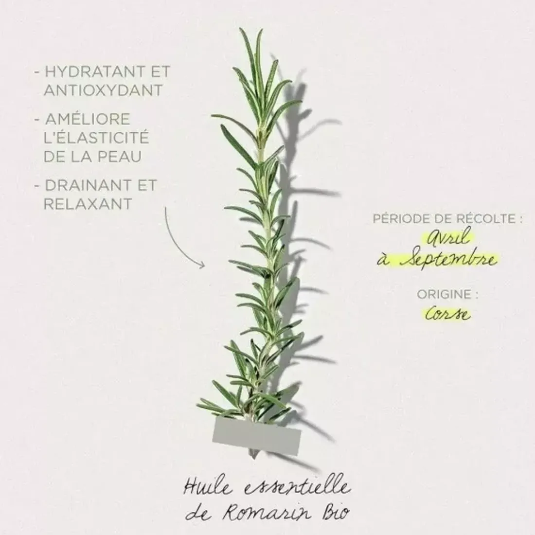 Barre De Massage Romarin Herbier