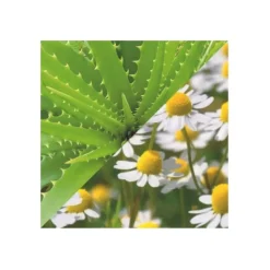 Crème à Raser Naturelle