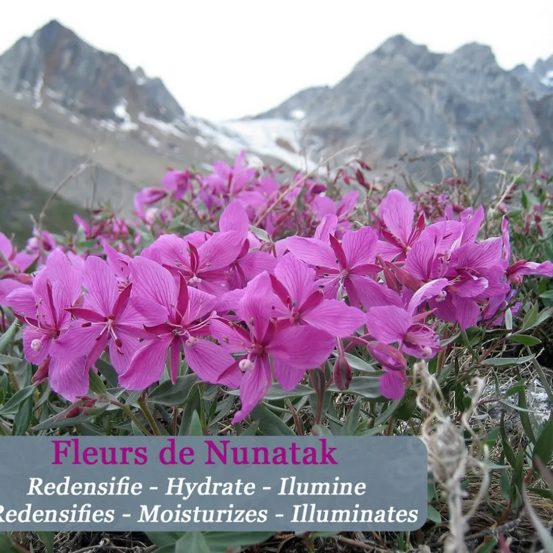 Crème Anti-âge Jeunesse Neige Eternelle aux Fleurs Arctiques