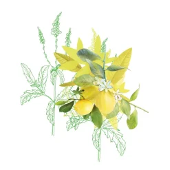 Crème Mains 96,2% Naturelle Fraîche - Verveine & Citron