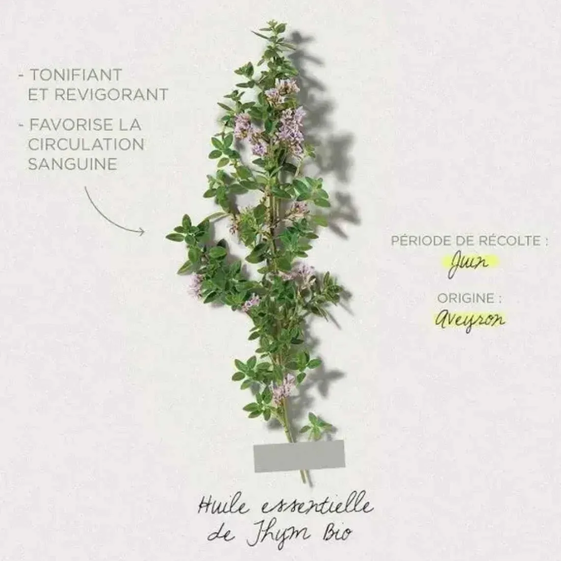 Huile Herbier Revitalisante Et Détoxifiante Au Thym Herbier