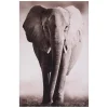 Toile Imprimé Animaux eléphant