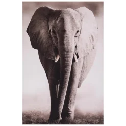 Toile Imprimé Animaux eléphant