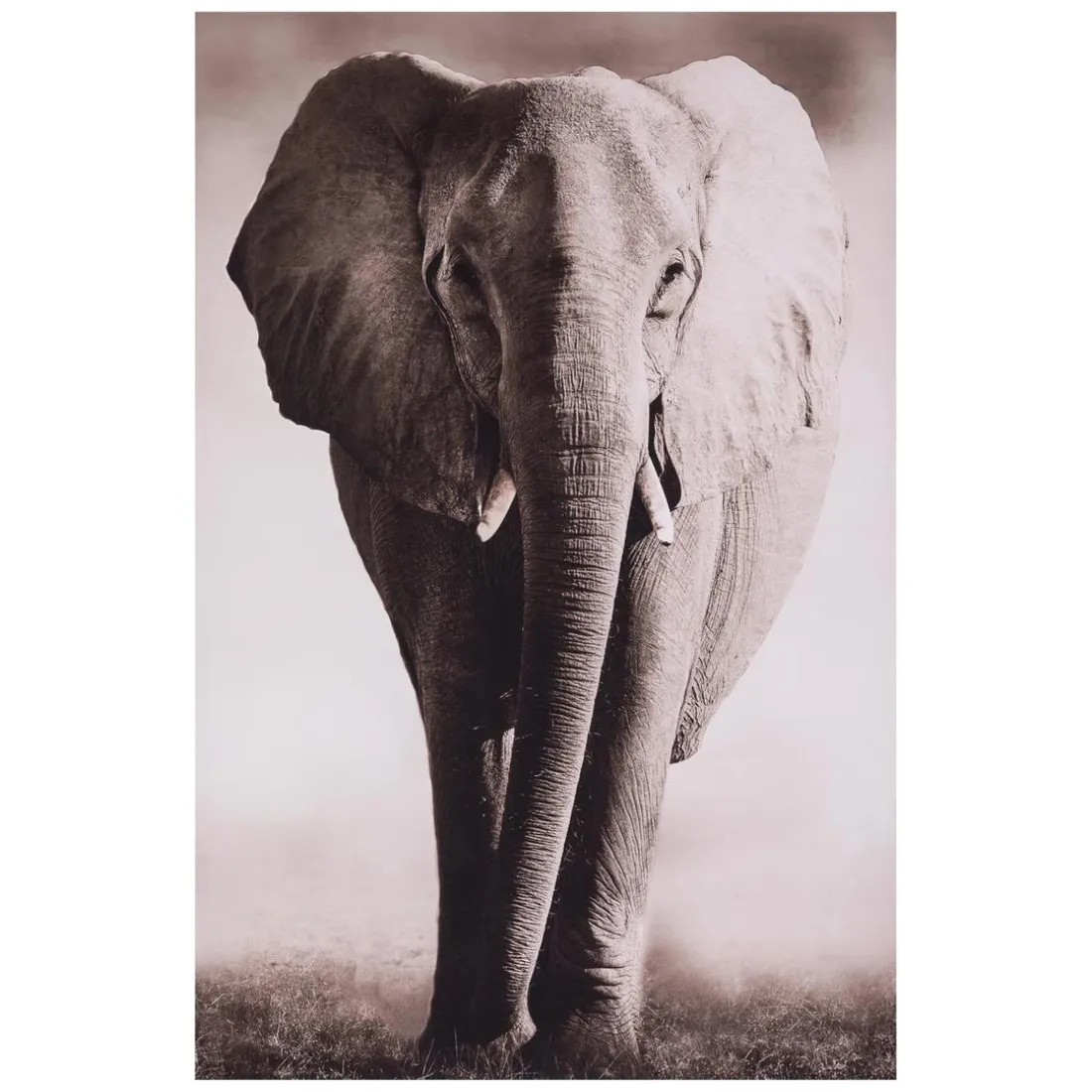 Toile Imprimé Animaux eléphant