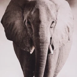Toile Imprimé Animaux eléphant