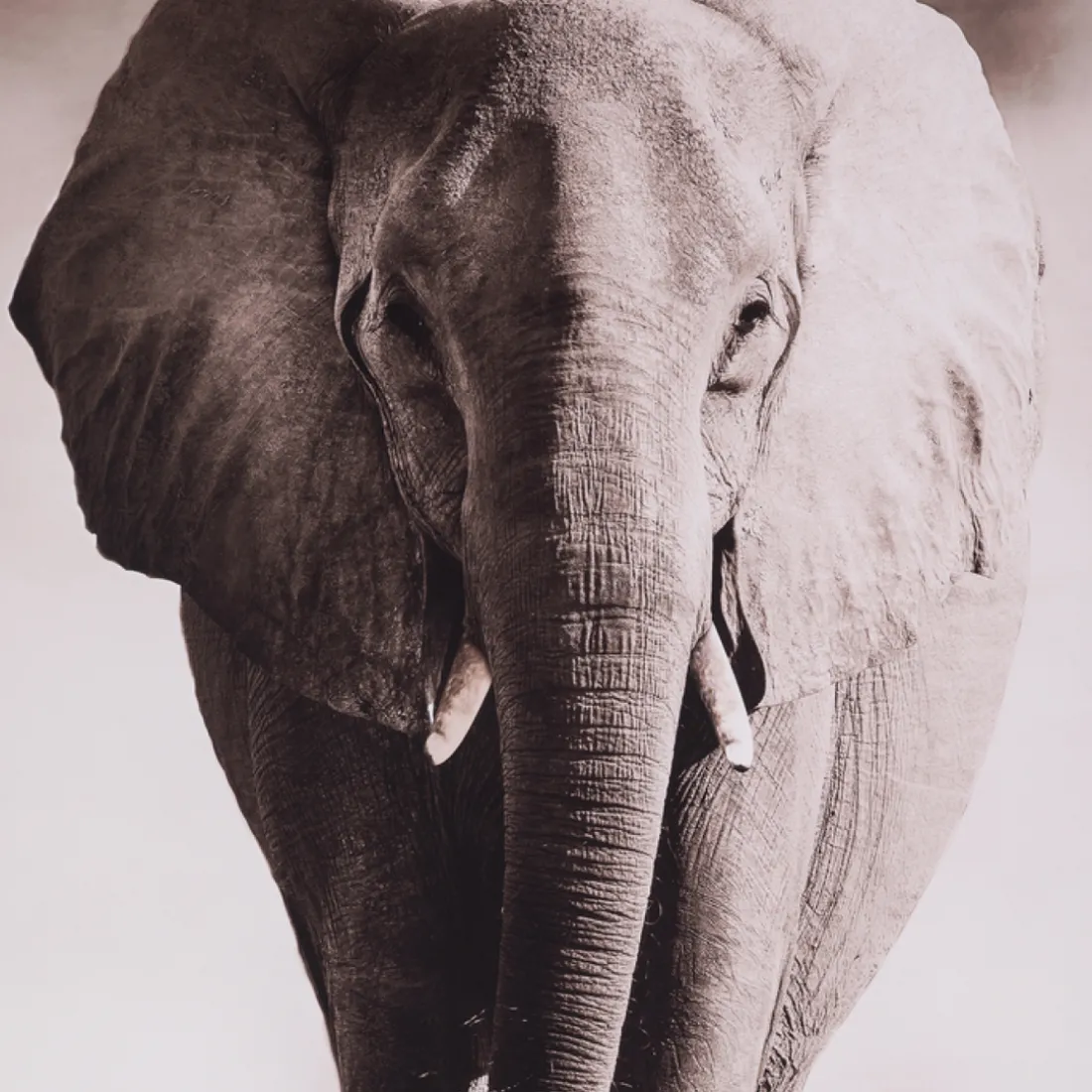 Toile Imprimé Animaux eléphant